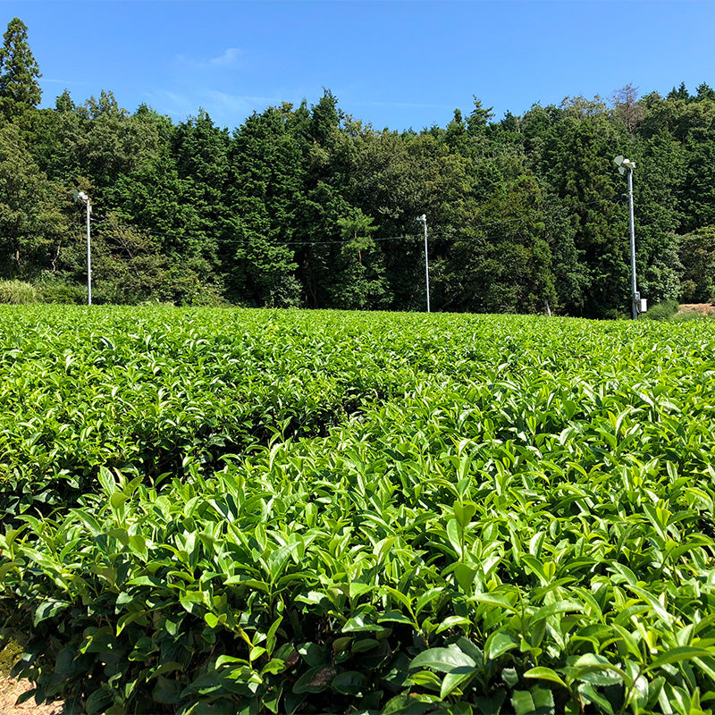 Sencha Tongu Asatsuyu