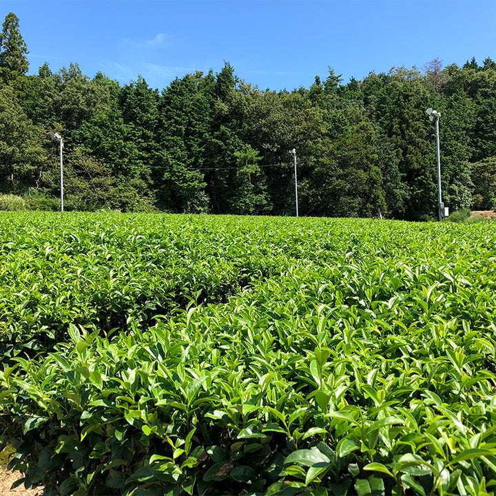 Sencha Tongu Asatsuyu